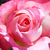 Alb - roz - Trandafir teahibrid - Altesse 75